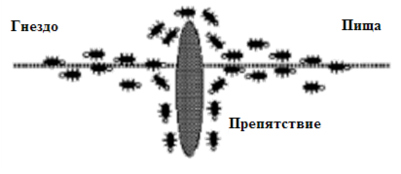 Начальная фаза движения муравьев с препятствием