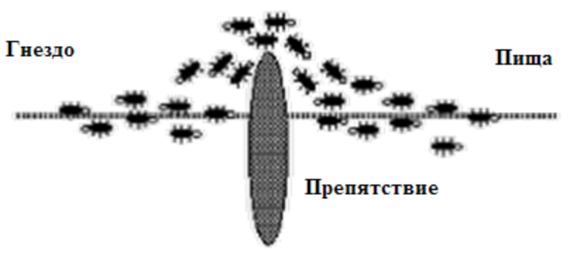 Выбор муравьями кратчайшего пути